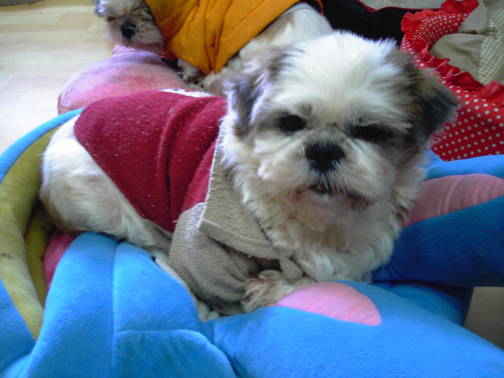 [D05-057관] 농장시츄 안쓰러운 행돌이=입양대기