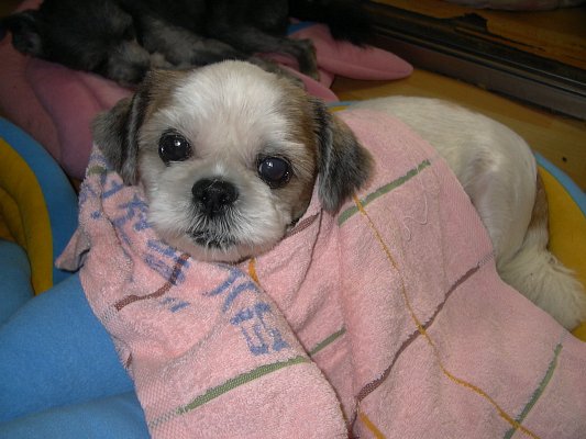 [D05-057관] 농장시츄 안쓰러운 행돌이=입양대기