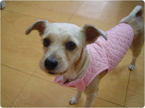 [D08-023관]복있는 복순이 = 입양예정