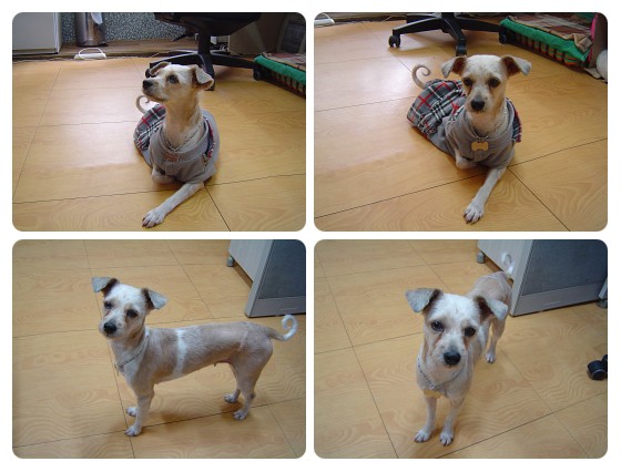 [D08-023관]복있는 복순이 = 입양예정