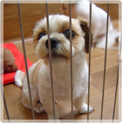 [D08-016관] 날다람쥐시츄 강세=이경미님께 입양완료!!