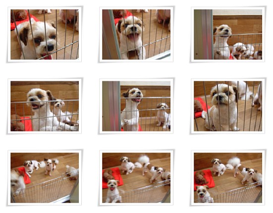 [D08-016관] 날다람쥐시츄 강세=이경미님께 입양완료!!