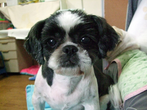 [D09-004관]귀여운 개인기 시츄 뚱 