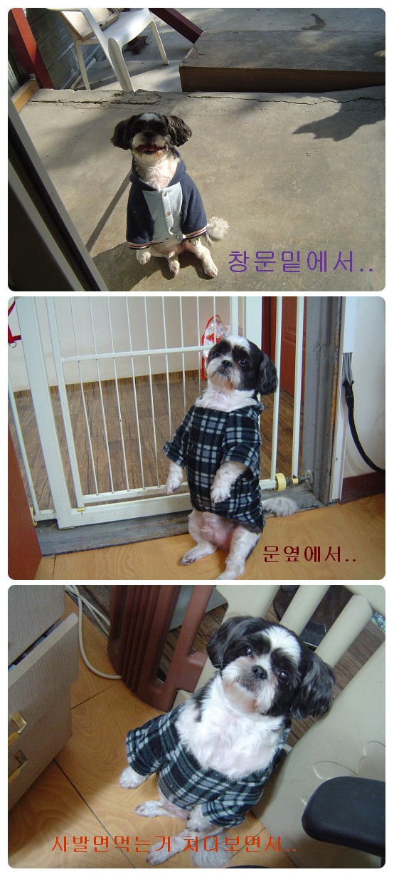 [D09-004관]귀여운 개인기 시츄 뚱 