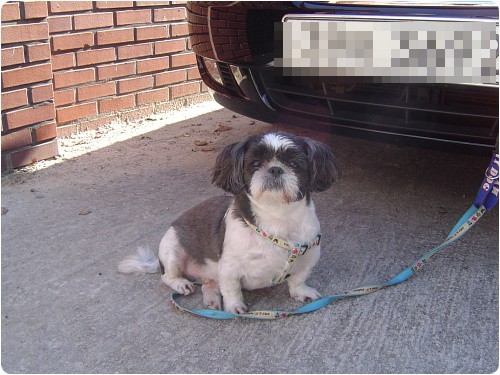 [D09-004관]귀여운 개인기 시츄 뚱 