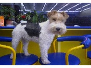 [D09-005관] 평생 주인을 찾는 폭스테리어 또또