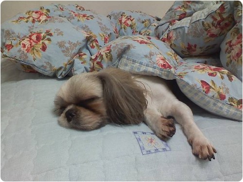 [D08-026관]형아,막둥이의 철없는 엄마 뽀=입양완료!!