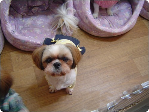 [D08-026관]형아,막둥이의 철없는 엄마 뽀=입양완료!!