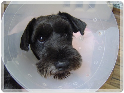 [D08-021관] 안쓰러운 훈이 