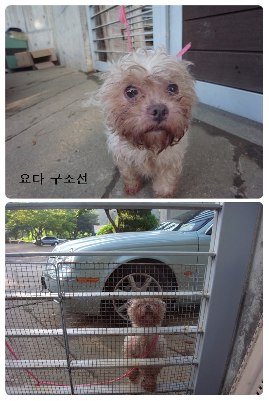 [D09-015관외] 말티즈 요다 