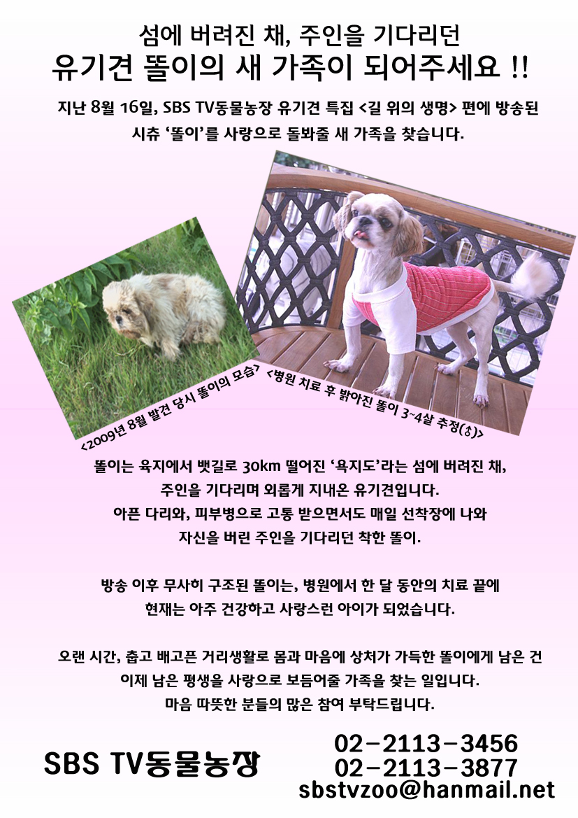 시추 똘이의 가족을 기다립니다.= 입양완료~!!