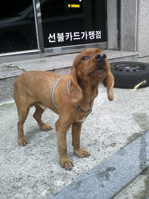 [D09-020관외] 코카스파니엘 잉코