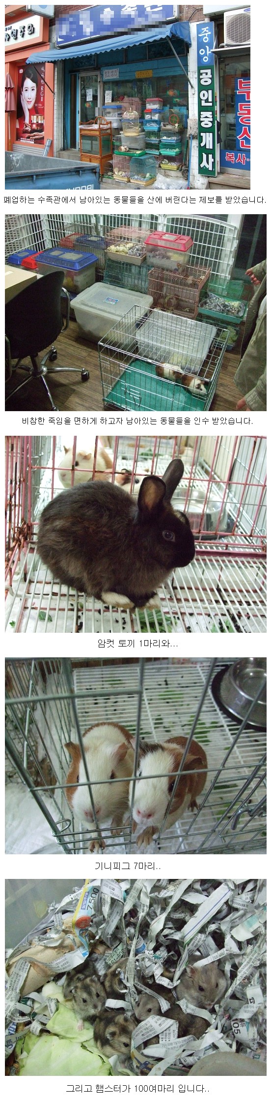 [D09-021관] 햄스터 마지막 남은 4마리=입양완료!
