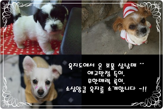 [D09-022,023,024관] 욕지도 보물 삼남매 = 모두 입양완료!!