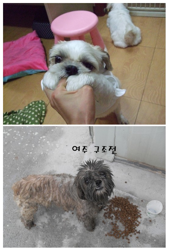 [D09-025관] 여주에서 상경한 시추 여주 = 입양보류(입원중)