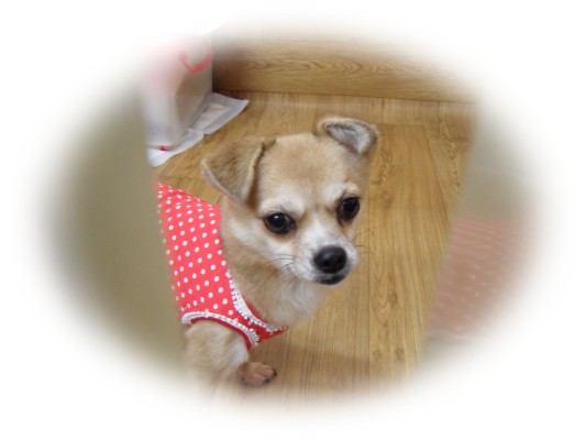 [D09-026관] 재롱둥이 와와 = 이혜진님께 입양완료!!