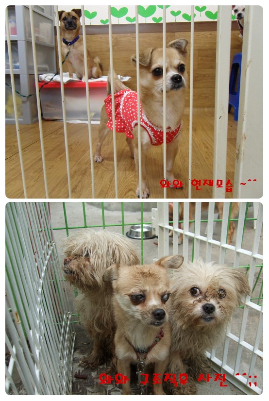 [D09-026관] 재롱둥이 와와 = 이혜진님께 입양완료!!