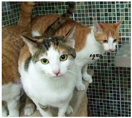 [D10-008관외] 천사냥이 올리와  세 아가들~