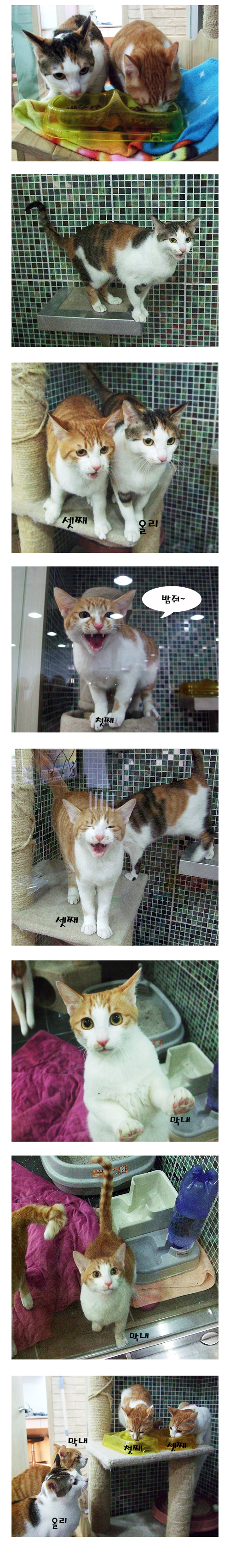 [D10-008관외] 천사냥이 올리와  세 아가들~