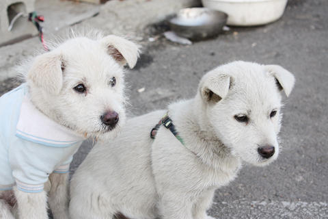 [D10-009관외] 위험천만한 공장에서 온 하늘이