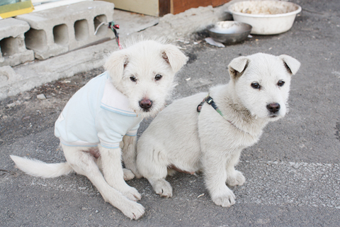 [D10-009관외] 위험천만한 공장에서 온 하늘이
