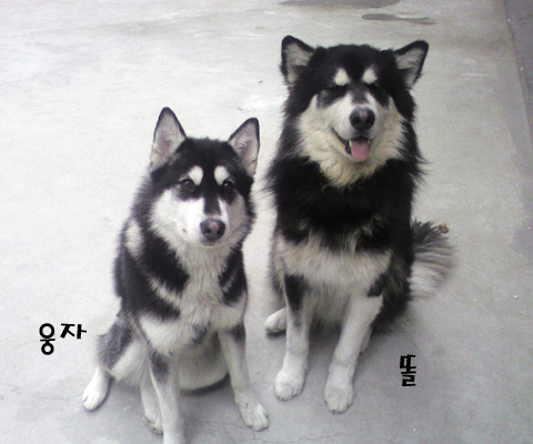 [D10-011관외] 부산사는 말라뮤트 똘 & 웅자 