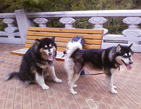 [D10-011관외] 부산사는 말라뮤트 똘 & 웅자 