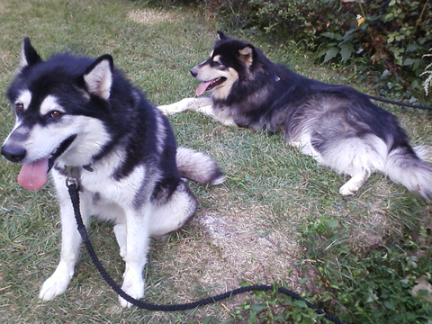 [D10-011관외] 부산사는 말라뮤트 똘 & 웅자 