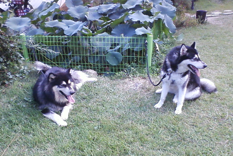 [D10-011관외] 부산사는 말라뮤트 똘 & 웅자 