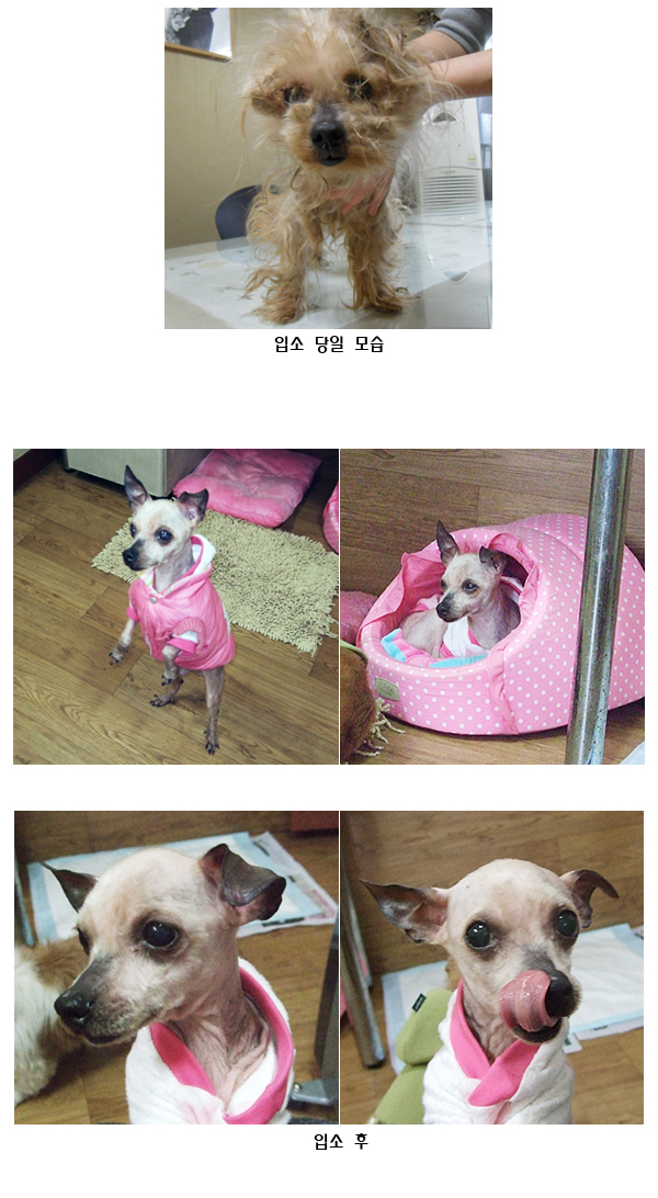 [D10-014관] 성남에서 온 요크셔 칸