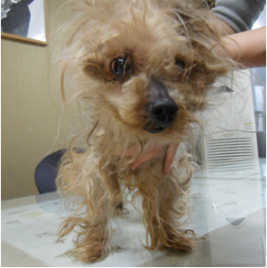 [D10-014관] 성남에서 온 요크셔 칸