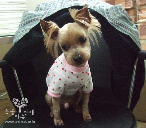 [D10-014관] 성남에서 온 요크셔 칸