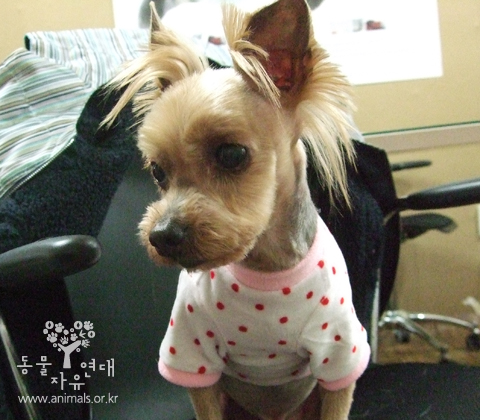 [D10-014관] 성남에서 온 요크셔 칸