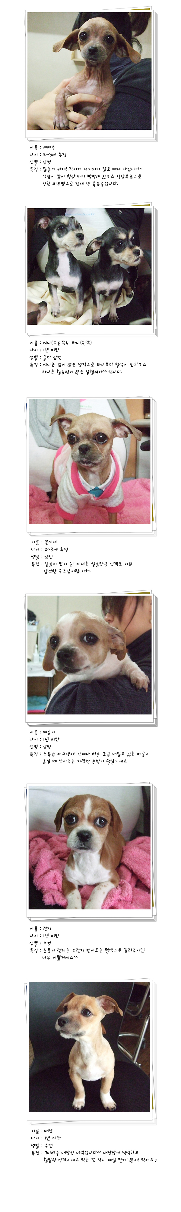 [D10-016관] 애니멀 호더에게서 구조된 7마리 강아지들