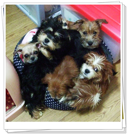 [D10-016관] 애니멀 호더에게서 구조된 7마리 강아지들