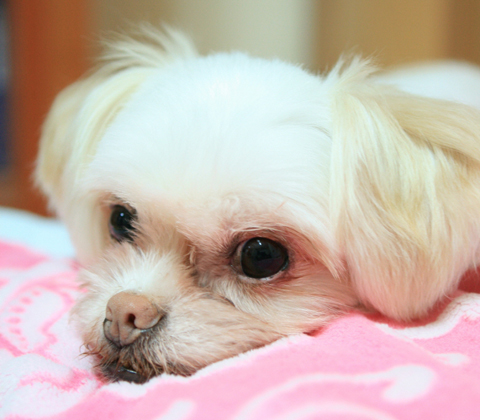 [D10-017관] 말티즈 설이(임시보호중)