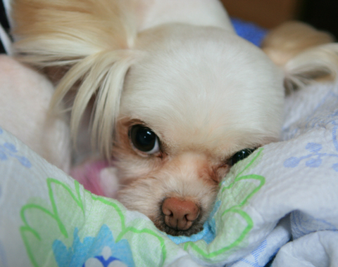 [D10-017관] 말티즈 설이(임시보호중)