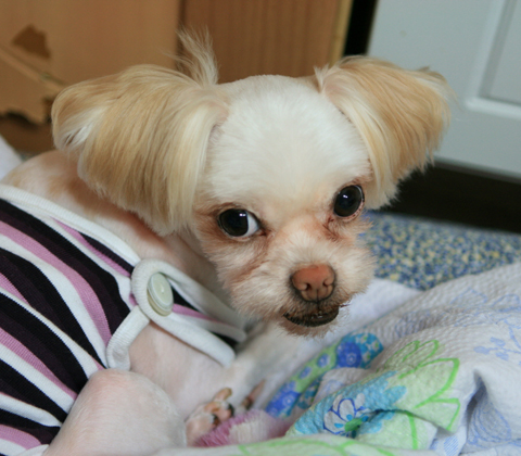 [D10-017관] 말티즈 설이(임시보호중)