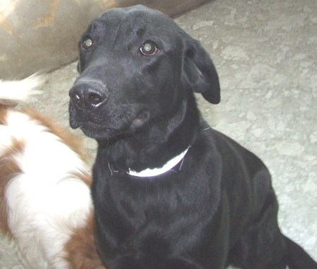 [D10-019관외] 리트리버 루이