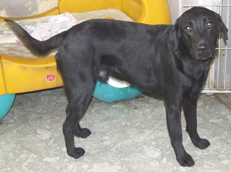 [D10-019관외] 리트리버 루이