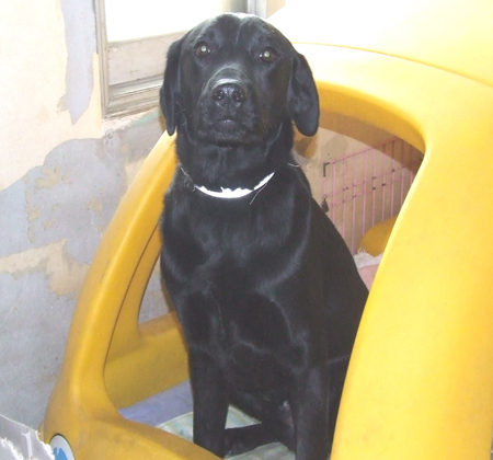 [D10-019관외] 리트리버 루이