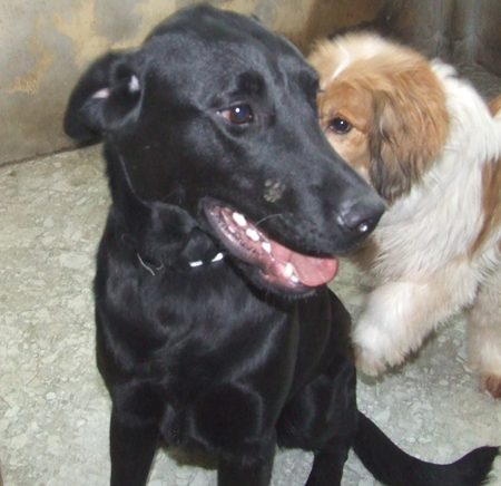 [D10-019관외] 리트리버 루이