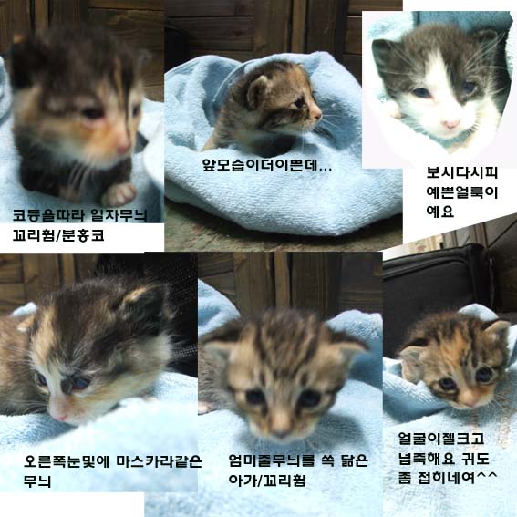[D10-020관외] 갓 태어난 아기 고양이들