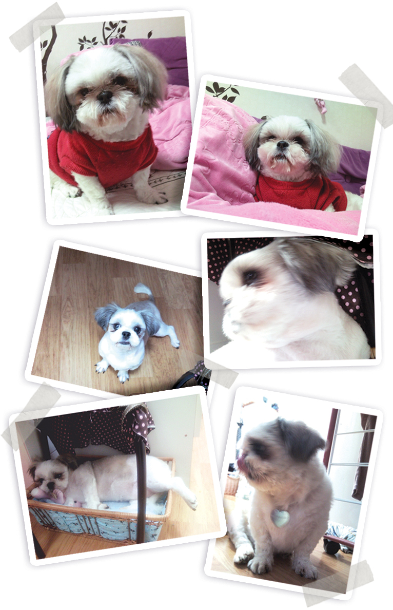 [D10-021관외] 시츄 우주 