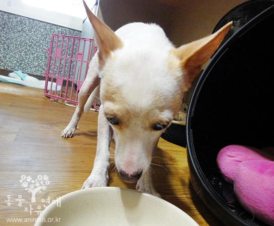 [D10-022관]도로위의 개 울동이