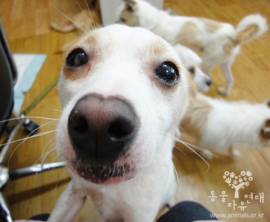 [D10-022관]도로위의 개 울동이