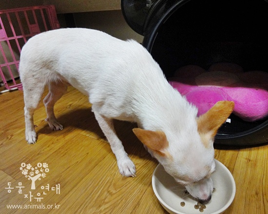 [D10-022관]도로위의 개 울동이