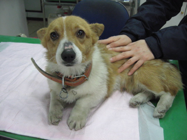 [D10-023관외] 극적으로 구조된 순이