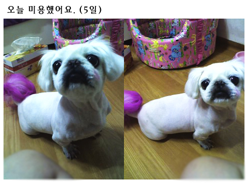 [D10-024관외] 페키니즈 코나