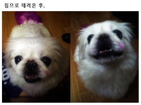 [D10-024관외] 페키니즈 코나